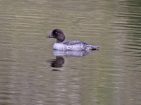 Common Goldeneye 4136